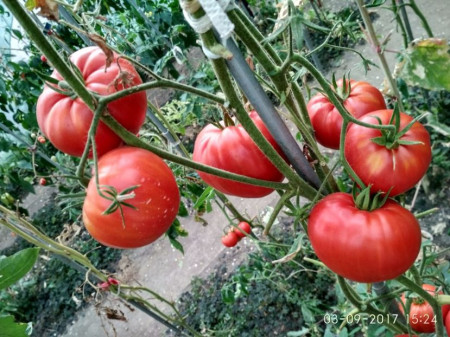 Beefmaster F1 (30 seminte) tomate fructe foarte mari tip gigant, pulpa carnoasa, ferma si dulce tip Beef, Agrara