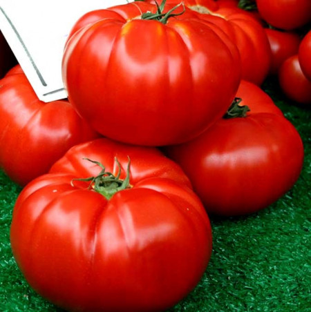 Boiereasca (150 seminte) tomate mari de culoare rosu tip Gigant Uriase ajunge pana la 2 kg, tip Beef