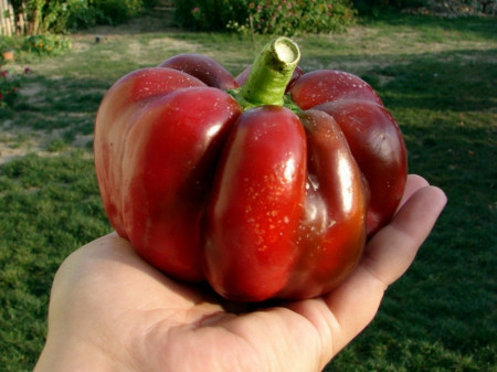 Bucur Ardei Gogosar Gigant (2500 seminte) de Ardei GOGOSAR GIGANT Bucur de la 4 Agro Romania