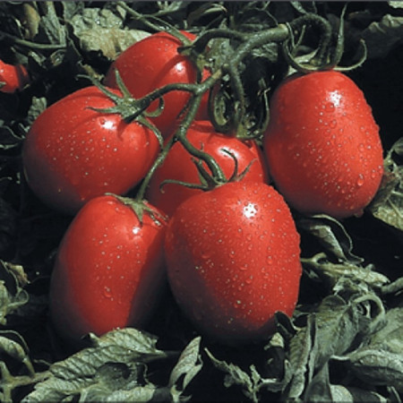 Candia F1 - 1000 sem - Seminte de rosii cu crestere determinata si viguroasa ce se remarca prin productivitate mare chiar si pe soluri mai putin fertile fiind exceptionale pentru paste(procesare) si feliere de la Isi Sementi