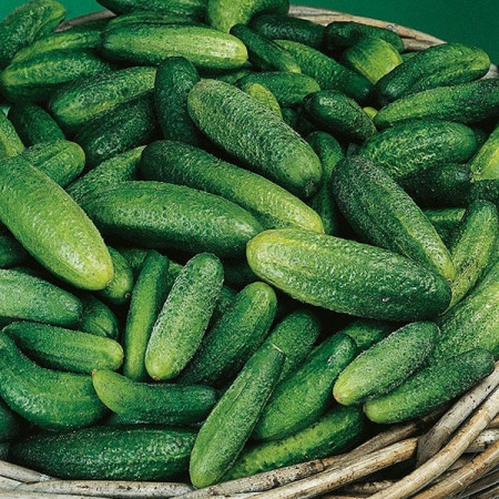 Castraveti Cornichon de Paris (2 g), seminte de castraveti soi semitimpuriu pentru conservare, Kertimag