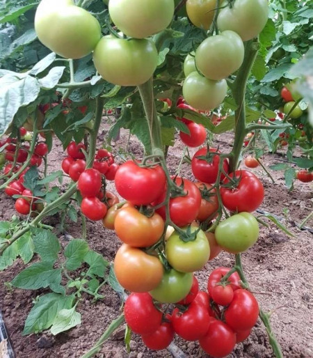 Ciciu F1 (500 seminte) de rosii crestere nedeterminata, Syngenta