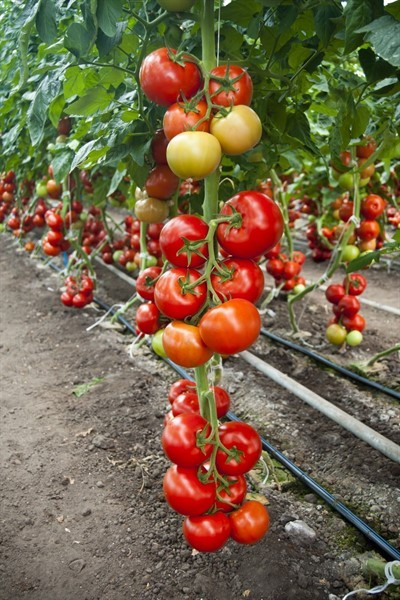 Cinto F1 - 1000 sem - Seminte de rosii cu crestere nedeterminata si rezistente deosebite pretabil atat cultivarii in camp deschis cat si in solar de la Rijk Zwaan