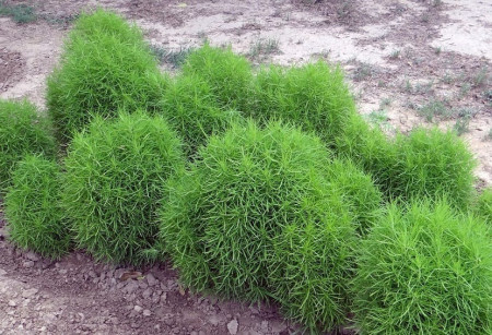 Cipru de gradina (0.5gr) seminte cipru gradina planta ornamentala verde, toamna devine rosu aprins, Agrosem