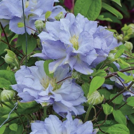 Clematite Azure Ball (1.5 m in ghiveci de 2 L), tufa ornamentala cataratoare Clematis, cu flori mari, colorate in albastru-violet si o coroana de stamine galbene