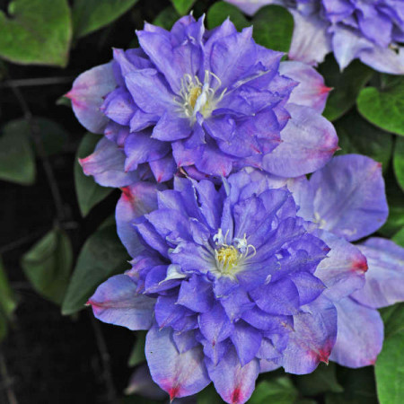 Clematite Blue Explosion (1.5 m in ghiveci de 2 L) tufa ornamentala cataratoare Clematis, care produce 2 tipuri diferite de flori: duble albastre cu margini roz si simple de culoarea lavandei