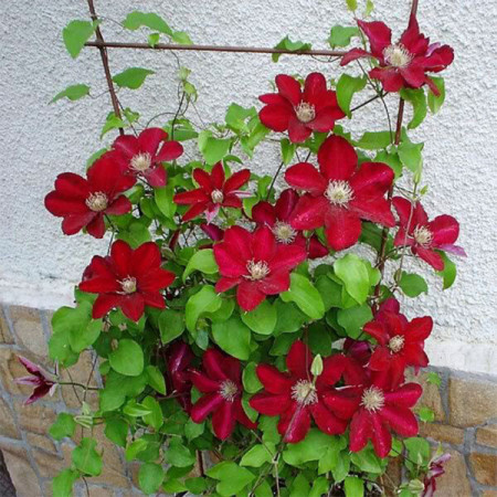 Clematite Hoshi-no-Flamenco (1.5 m in ghiveci de 2 L), tufa ornamentala cataratoare Clematis, clematita japoneza cu flori mari, rosii si centrul galben luminos