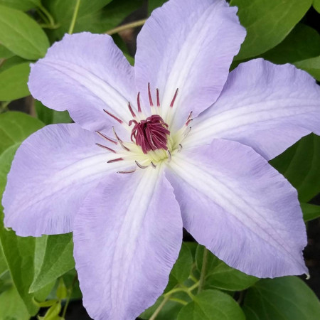Clematite Laura (1.5 m in ghiveci de 2 L), tufa ornamentala cataratoare Clematis, cu flori de culoarea cerului albastru si stamine purpurii