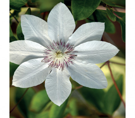Clematite Matka Urszula Ledochowska (1.5 m in ghiveci de 2 L), tufa ornamentala cataratoare Clematis, hibrid foarte timpuriu cu flori superbe albe, cu stamine rosii