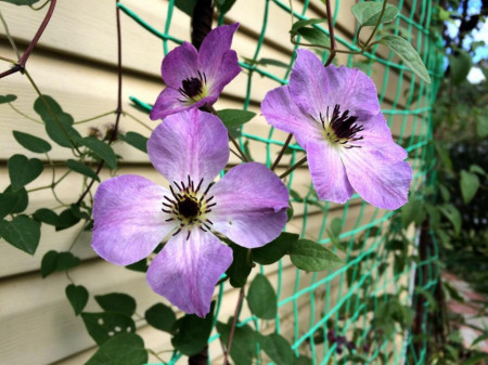 Clematite Morning Sky (1.5 m in ghiveci de 2 L) tufa ornamentala cataratoare Clematis, cu flori mari, intr-o combinatie superba de roz si violet