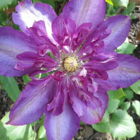 Clematite Royalty (ghiveci de 2 L) flori cu petale purpuriu-albastru magnific, cataratoare Clematis