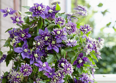 Clematite Taiga (ghiveci 2 L) cu flori mov-violet puse in evidenta de accente crem-verzui aflate pe varfurile petalelor ascutite, cataratoare Clematis