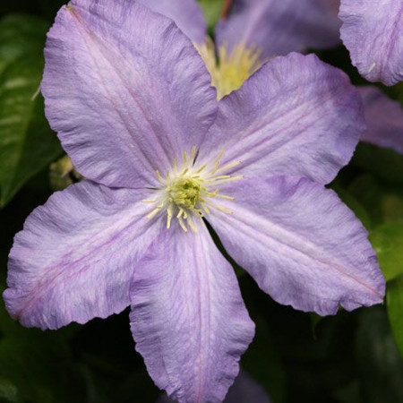 Clematite Vistula (1.5 m in ghiveci de 2 L) tufa ornamentala cataratoare Clematis, cu flori mari, colorate in violet-albastrui si stamine galbene