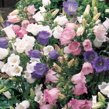 Clopotei mix (1400 seminte) plante bianuale cu flori albe, roz, albastre, mov, Agrosem