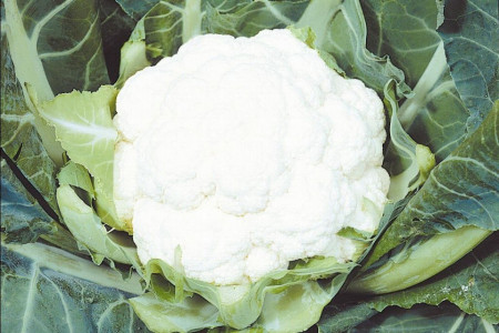Conopida Igloo (300 seminte) conopida alba semitimpurie, Agrosem
