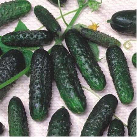 Crisan (60 seminte) castraveti soi timpuriu cu fructe scurte de culoare verde inchis, Agrosel