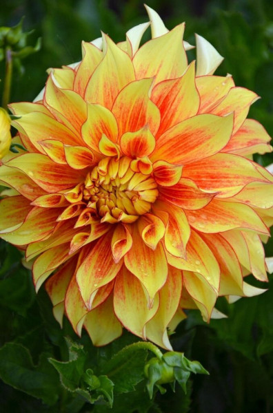 Dalie Decorative Border Orange (1 bulb), culoare portocaliu cu galben, floare anuala, bulbi de flori