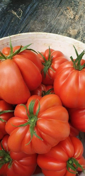 Deko F1 (100 seminte) de rosii tip Inima de Albenga, crestere nedeterminata, semitimpurii, ISI Sementi