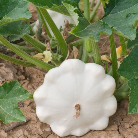 Dovlecel Custard White (10 seminte) dovlecel Patison, soi timpuriu fructe albe, Agrosem