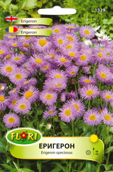 Erigeron (Batranis) - Seminte Flori Batranis de la Florian