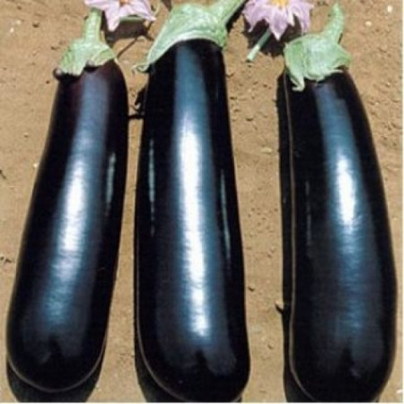 Estelle F1 (1000 seminte) vinete cu fruct cilindric si lung avand o capacitate buna de pastrare dupa recoltare ajungand pana la 400-450 gr cu pulpa densa si alba, Rijk Zwaan