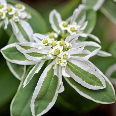 Euphorbia (0.4 gr) seminte de planta anuala rustica decorativa, Agrosem