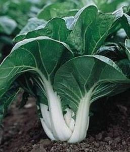 Foioasa Pak Choy Shanghai (500 seminte) varza de salata baby leaf cu frunze mici pentru salata, Agrosel