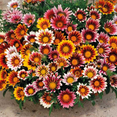 Gazania Mix (0.5 g) seminte de plante anuale cu flori superbe, divers colorate, Opal