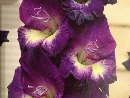 Gladiole Lola Montez (7 bulbi), gladiole cu flori mari, cu petale intr-o combinatie uimitoare de mov cu centrul alb, bulbi de flori