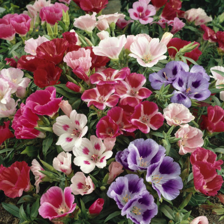 Godetia mix (600 seminte) azalee de gradina, Clarkia, culori pestrite, Agrosem