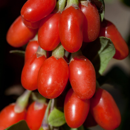 Goji Big Berry, rasad de Goji Berry, arbust peren rezistent la seceta, cu fructe mari de 2 cm si gust dulce-amarui, Yurta