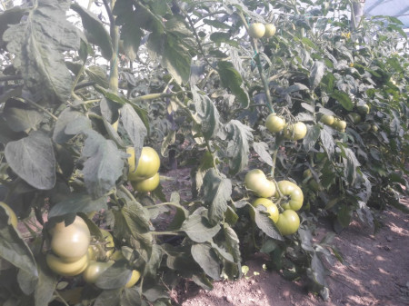 Gramada F1 (0.2 gr) seminte tomate hibrid nou bulgaresc nedeterminat semitimpuriu