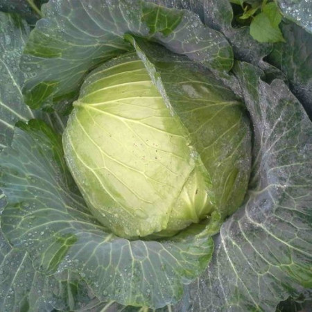 Green Rich F1 (2500 seminte) varza cu frunze subtiri, uniforma si densa, Takii Seeds