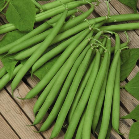 Harvester (25 kg) seminte de fasole pitica verde, timpurie, pastai lungi, Agrosem