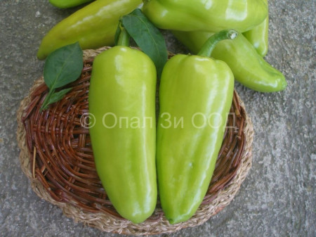 Hebar - 50 gr - Seminte de Ardei Kapia Soi Extratimpuriu gust excelent de la Opal