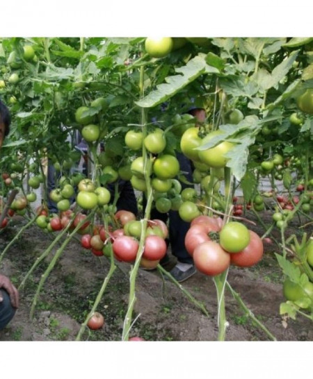 HTP 11 F1 (500 seminte) tomate roz foarte gustoase, Hazera
