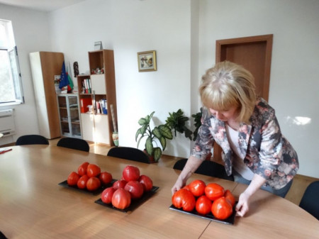 Inima Stacojie (Aleno Sartse) 150 seminte de tomate tip Gigant bulgaresc in forma de inima tip Beef, IZK Bulgaria