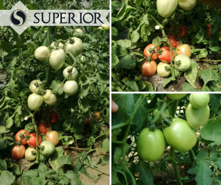 Kruna (10 gr) seminte de tomate timpurii determinate roze pentru camp, Superior Serbia