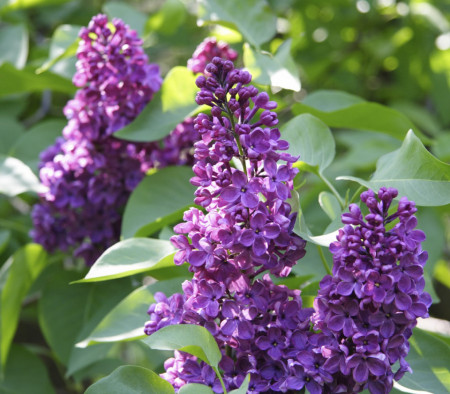 Liliac Charles Joly, arbust ornamental cu inflorescente bogate, de culoare mov inchis si parfumate, 1 arbust de 1,5-2 m inaltime, Yurta