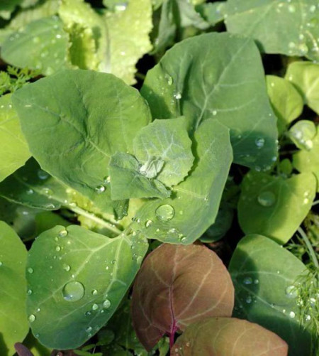 Loboda de gradina verde (1 gr) seminte de loboda pentru salate si supe, Opal