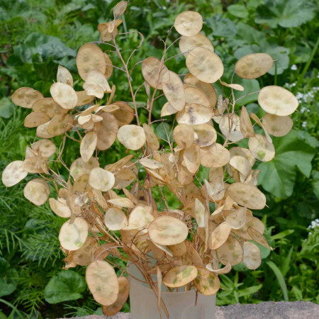 Lunaria-Pana Zburatorului (0.8 gr) planta bianuala decorativa, flori roz, fructe uscate albe-aurii, Agrosem