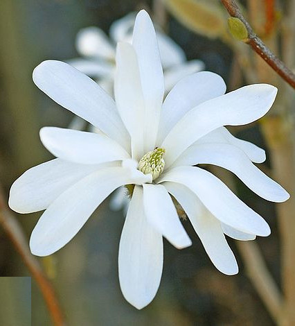 Magnolie Royal Star, arbust ornamental cu flori mari, stelate, albe, parfumate
