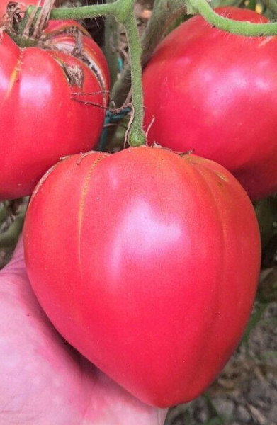 Malinowy Rodeo (60 seminte) rosii de tip inima de bivol Beef Gigant, fructe foarte mari, de culoare purpurie, de 500-800 gr, au nuanta albastruie-violet, Seklos