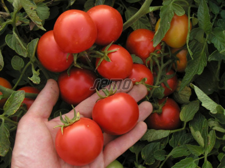 MARIENKA F1 seminte tomate (1000 sem) hibrid tomate de camp extratimpurii, foarte productive, Semo Cehia
