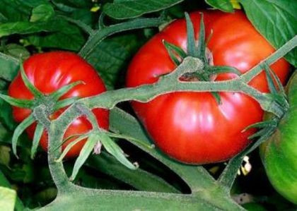 Marmande (300 seminte) de tomate crete soi nedeterminat tip Beef, Florian