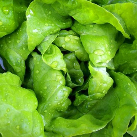 May King (3 gr) salata capatana, Agrosel