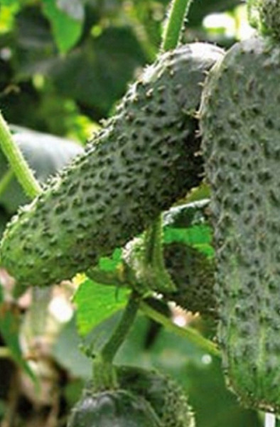 Merengue F1 (1000 seminte) castraveti tip cornichon, Seminis