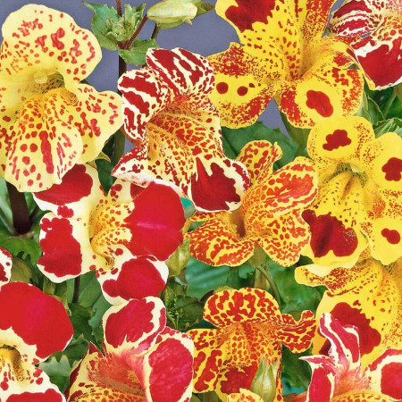 Mimulus Tigrinus (150 seminte) de Mimulus, floare anuala tgrata, Opal