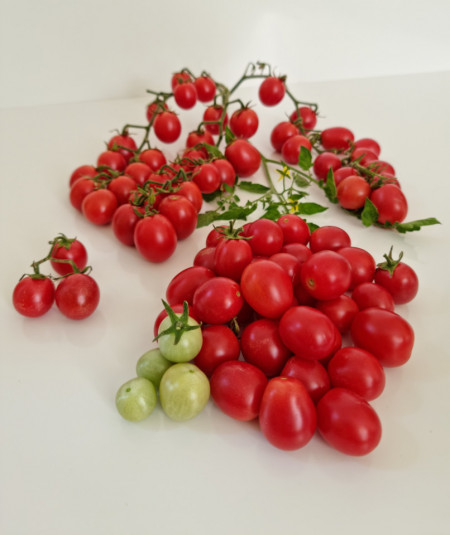 Mini Miss (60 seminte) rosii cherry de culoare roz intens, soi nou de rosii cherry foarte atractiv, IZK Maritsa
