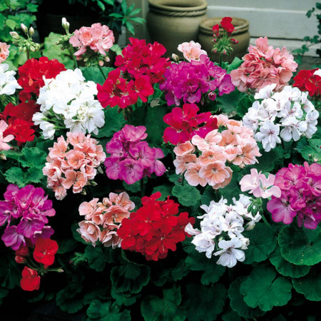 Muscate mix (3 seminte) flori simple, rosu, roz, violet, alb, Agrosem